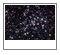 NGC 1528