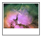 Trifid (M20)