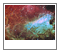 Swan Nebula (M17)